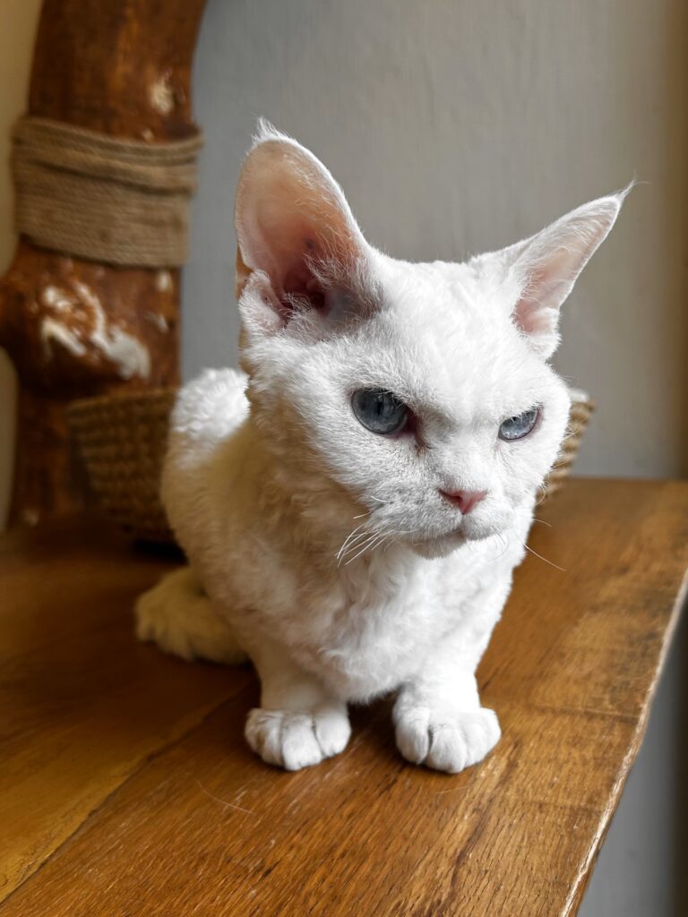 Devon Rex Paris