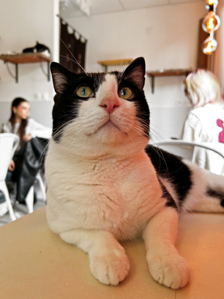 Le Chat Rivari Café