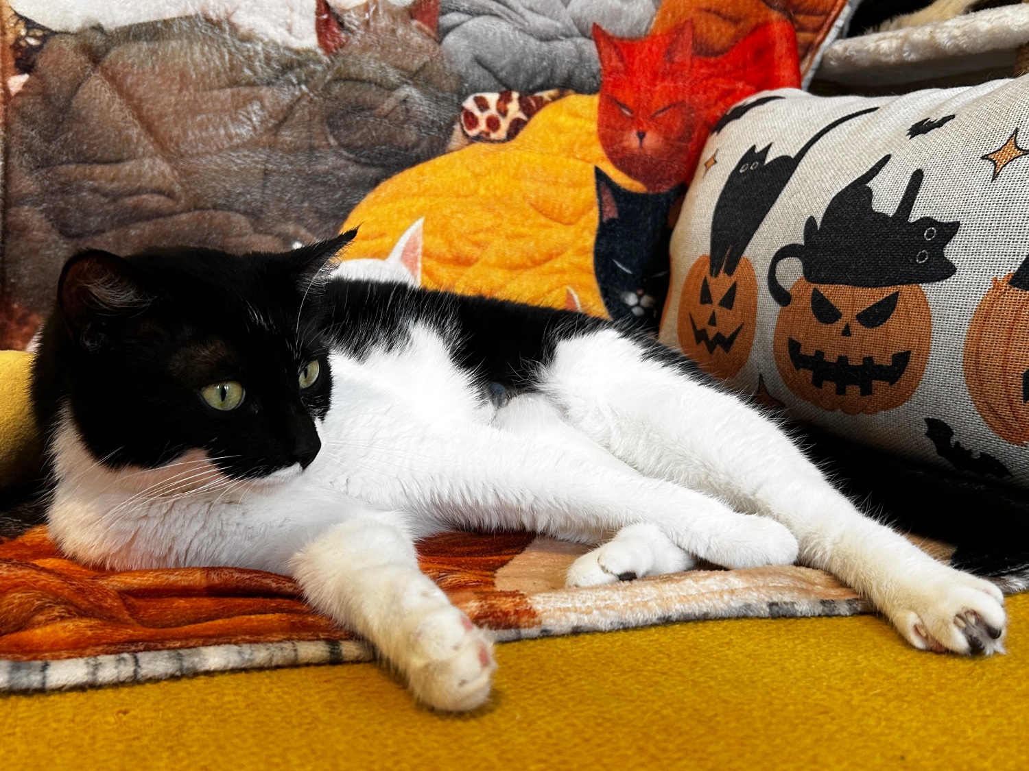 Le Chat-Rivari