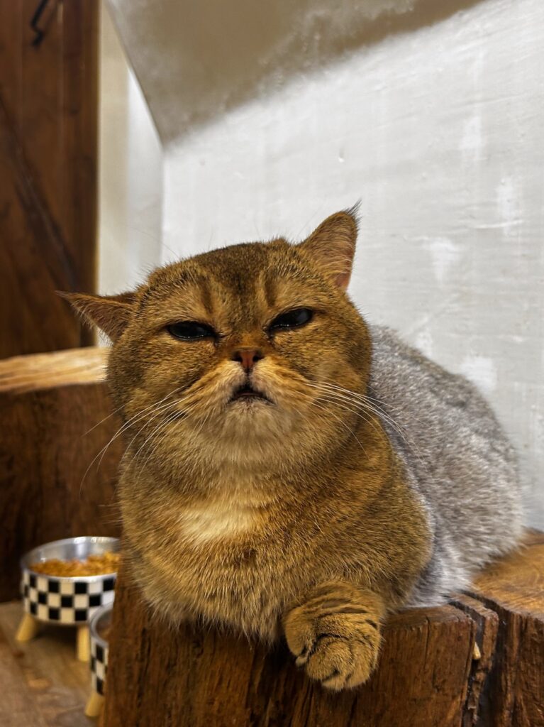 Le Marais Café Miaou