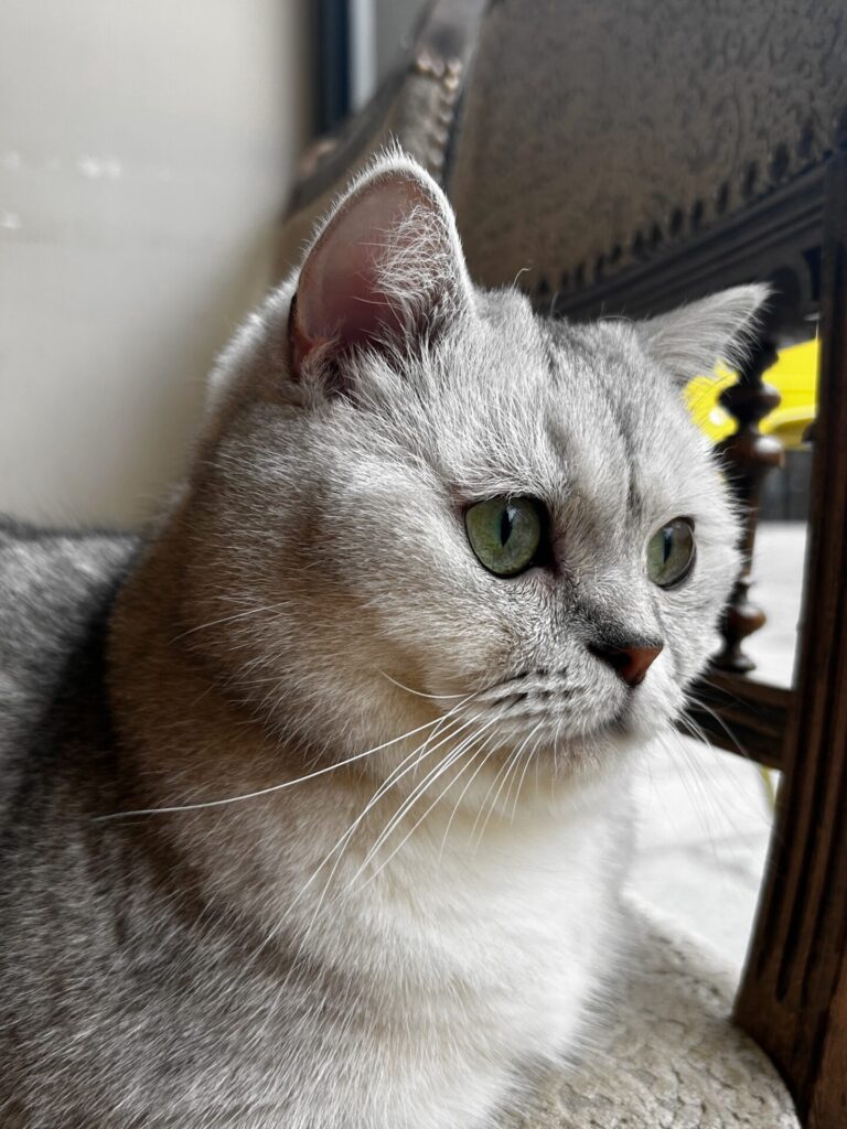 Miaou café