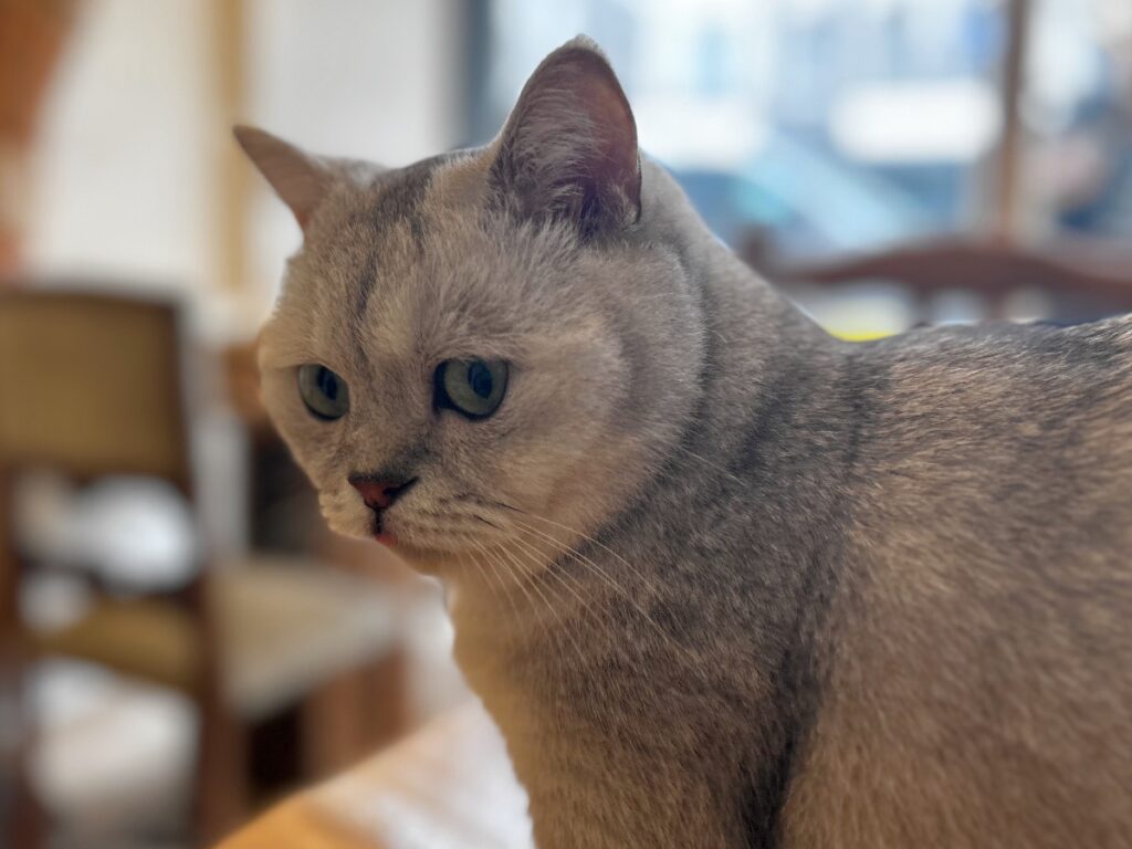 munchkin