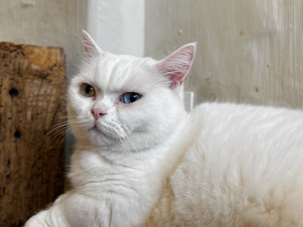 Paris Café Miaou