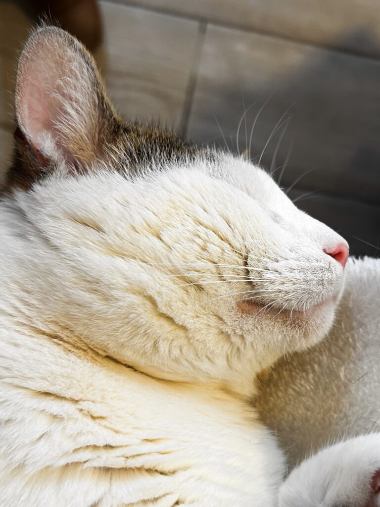sleepy cat