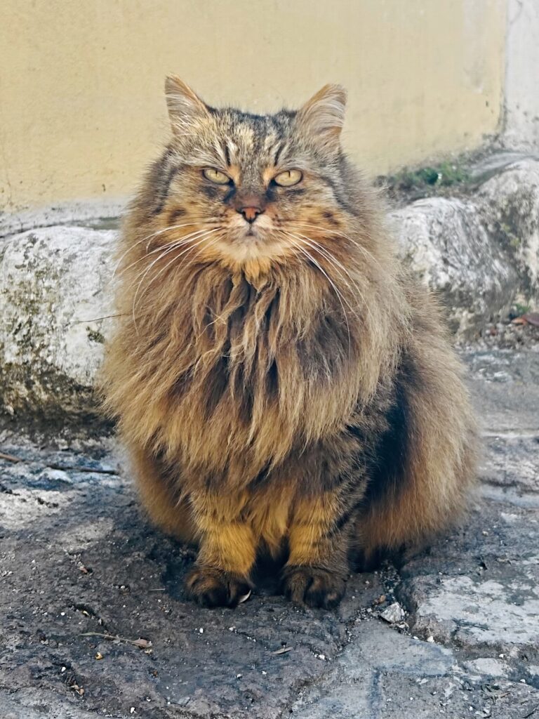 big fluffy cat