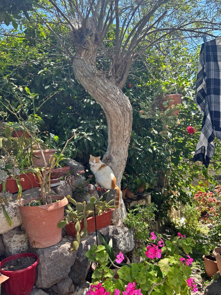 Lesbos garden