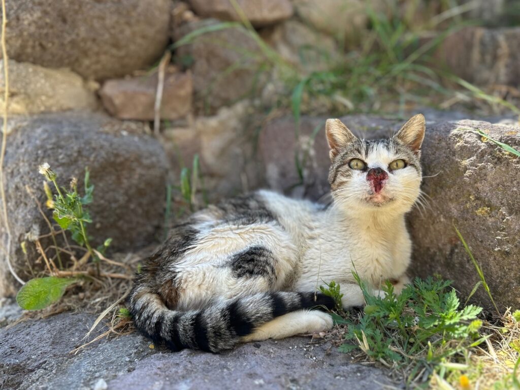 Lesvos cat