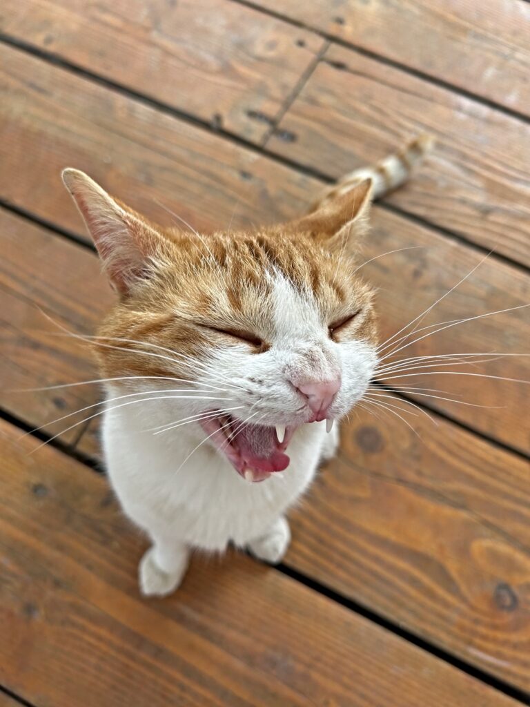 Petra cat