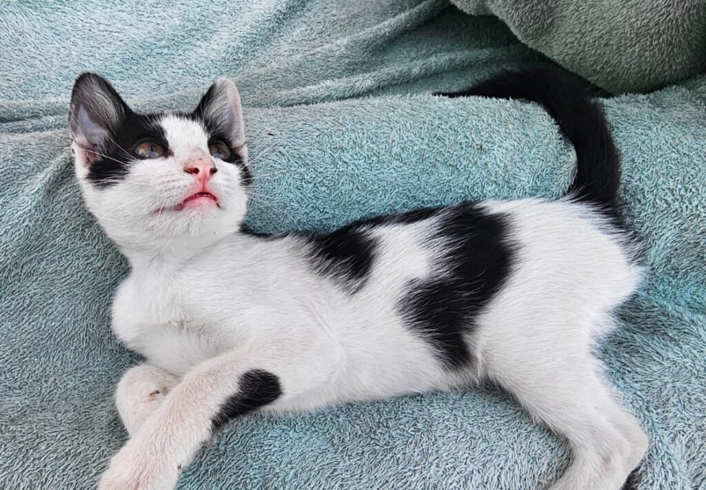 Plomari kitten