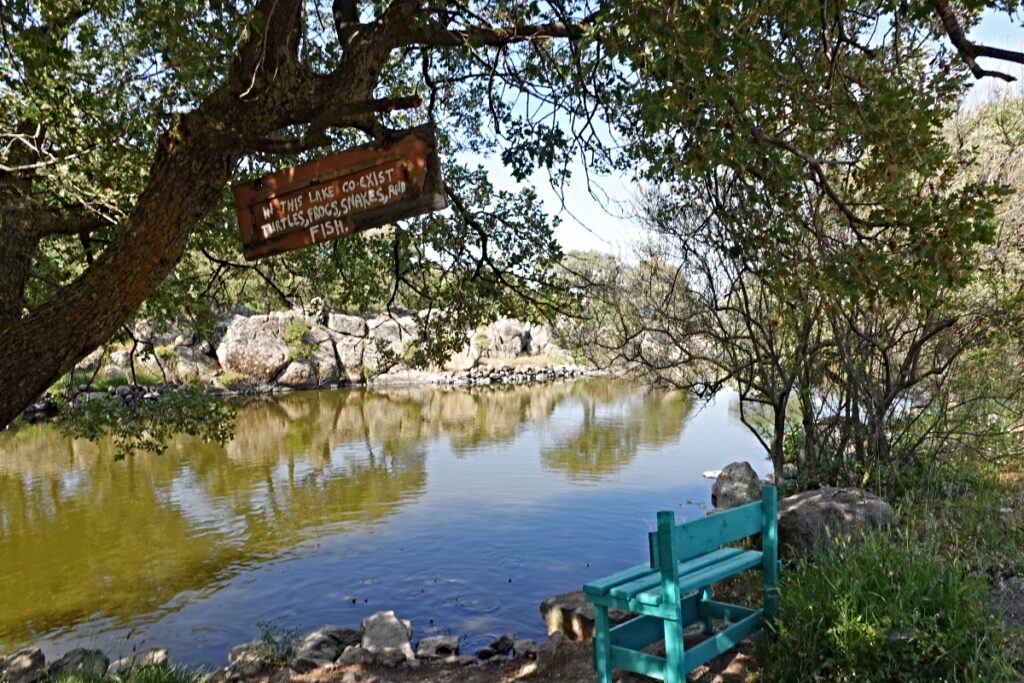 turtle pond