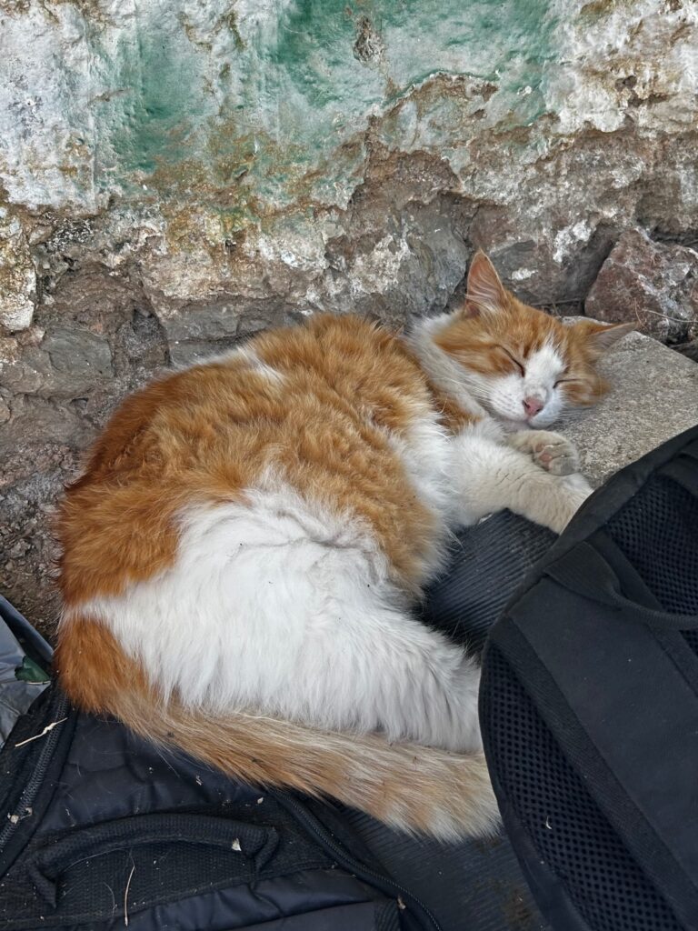Anafiotika cat