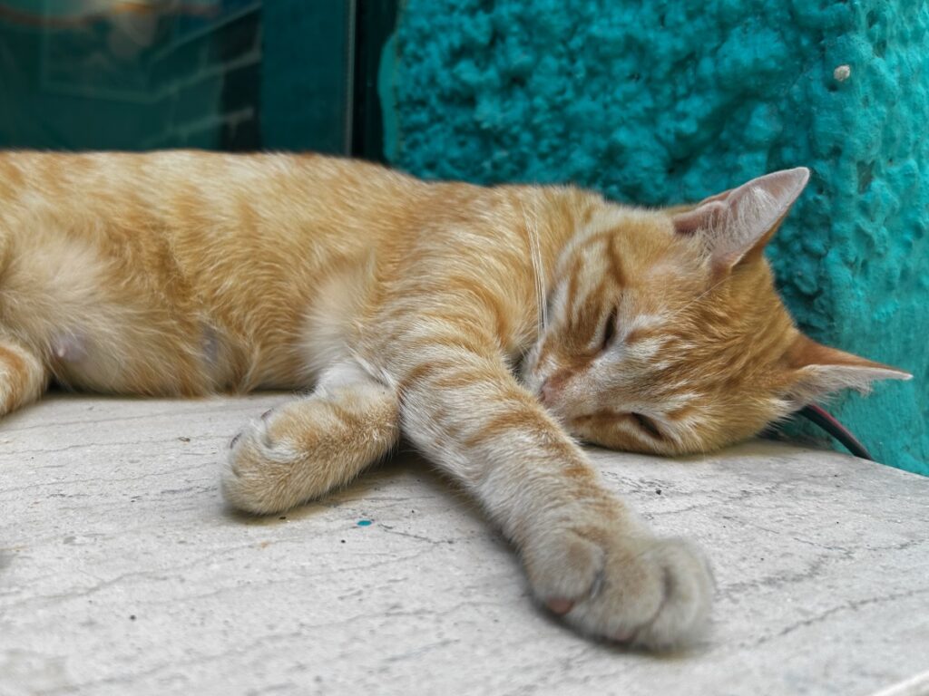 Athens café with cats