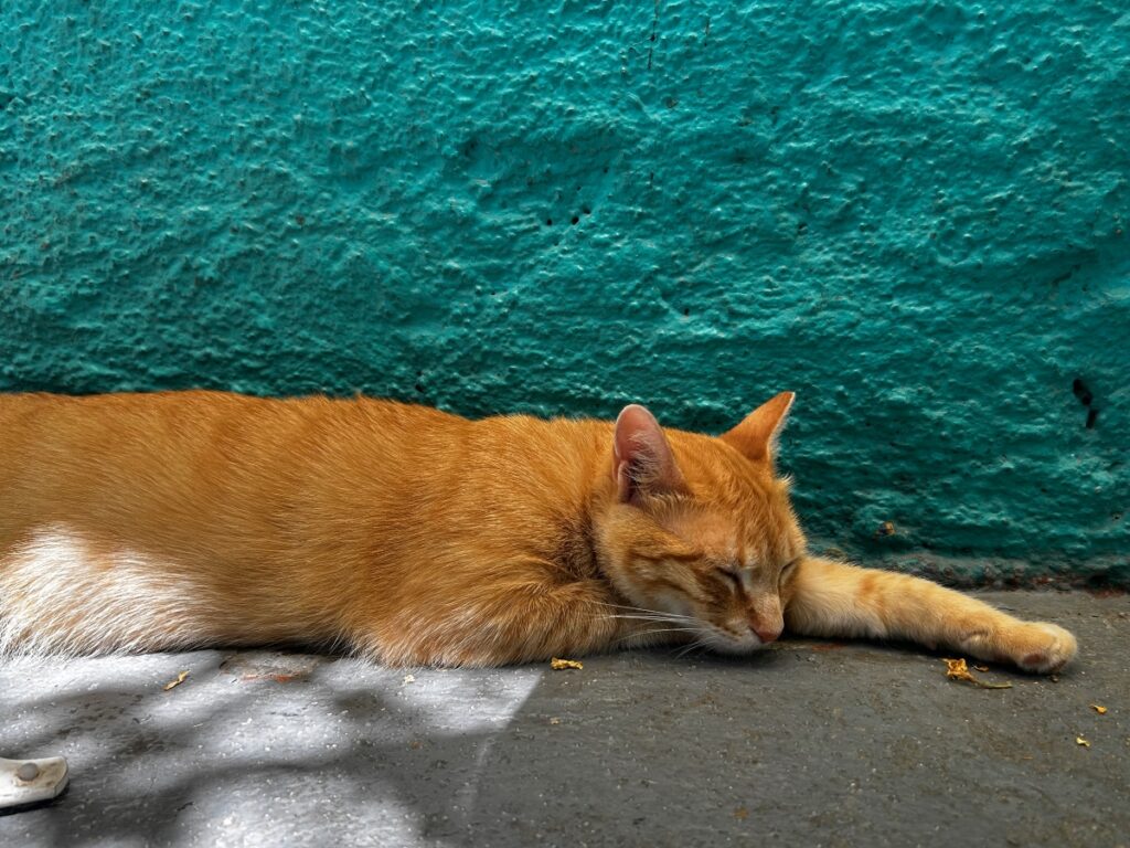 Athens cat adoption