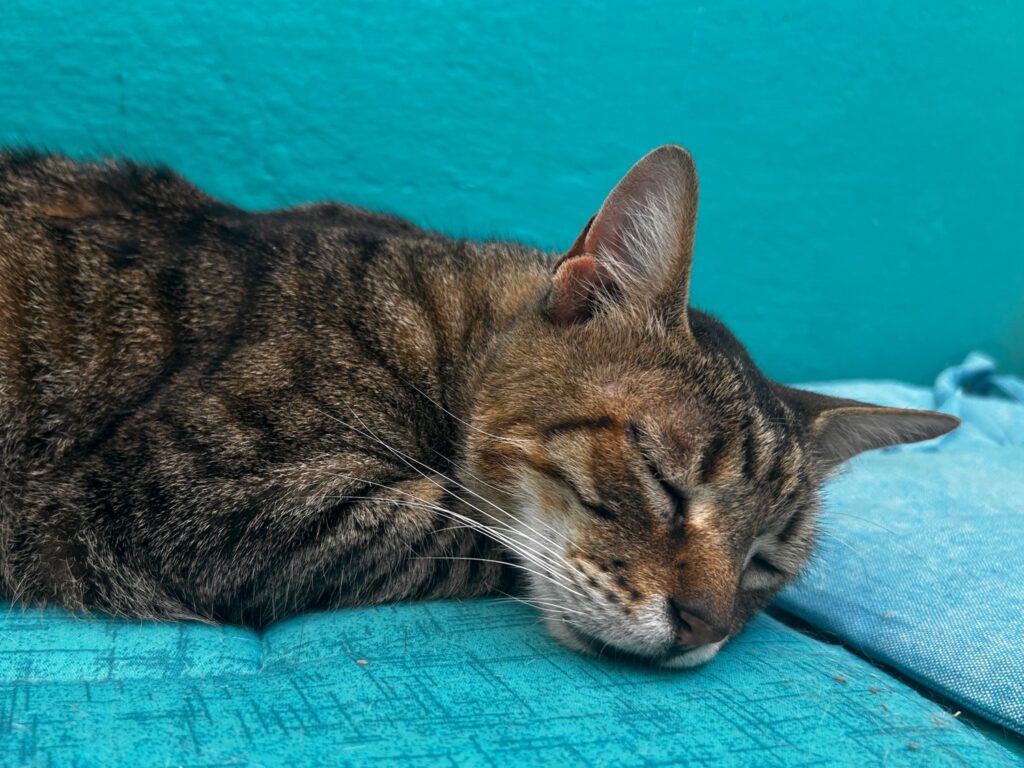 Athens Cat Café