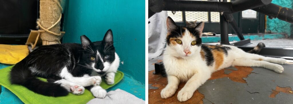 café with cats in Athens