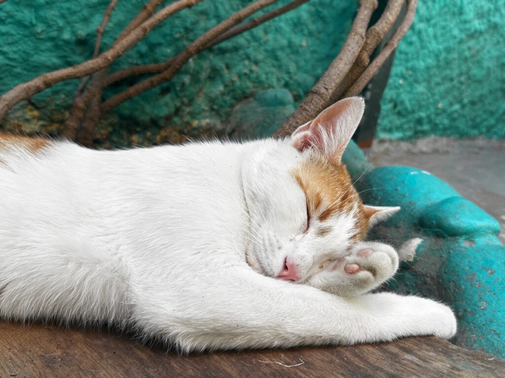 cat adoption Athens