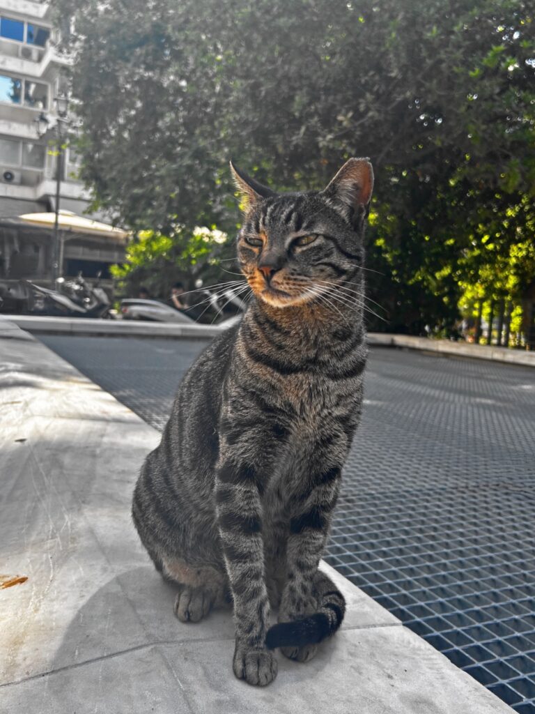 Monastiraki neighborhood cat