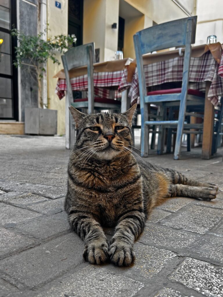 Psyrri cat