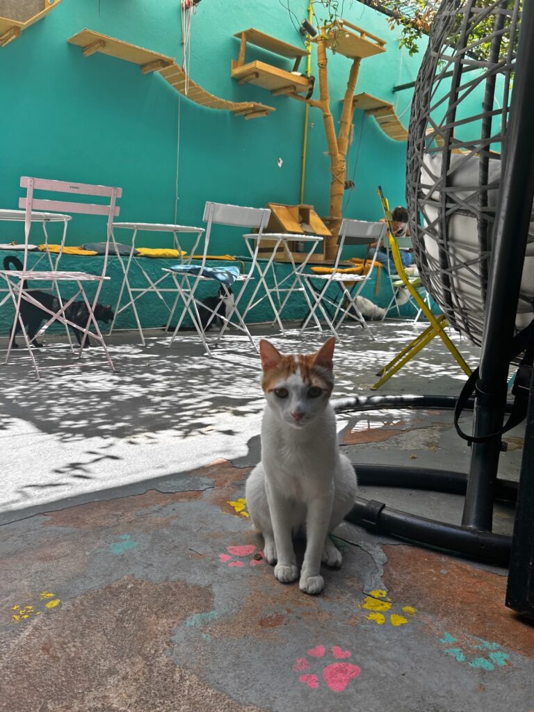 Thissio café