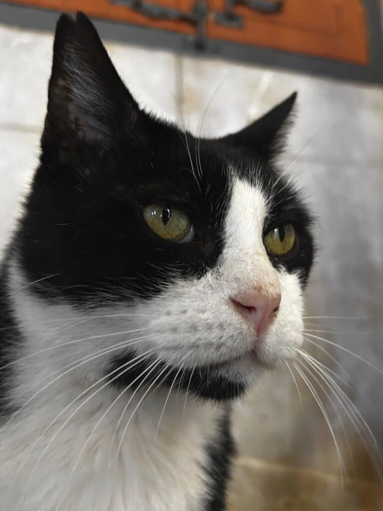 Soller cat
