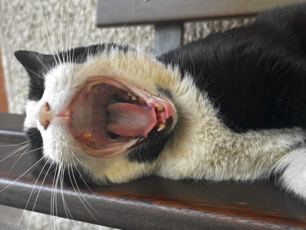 Tòfol
