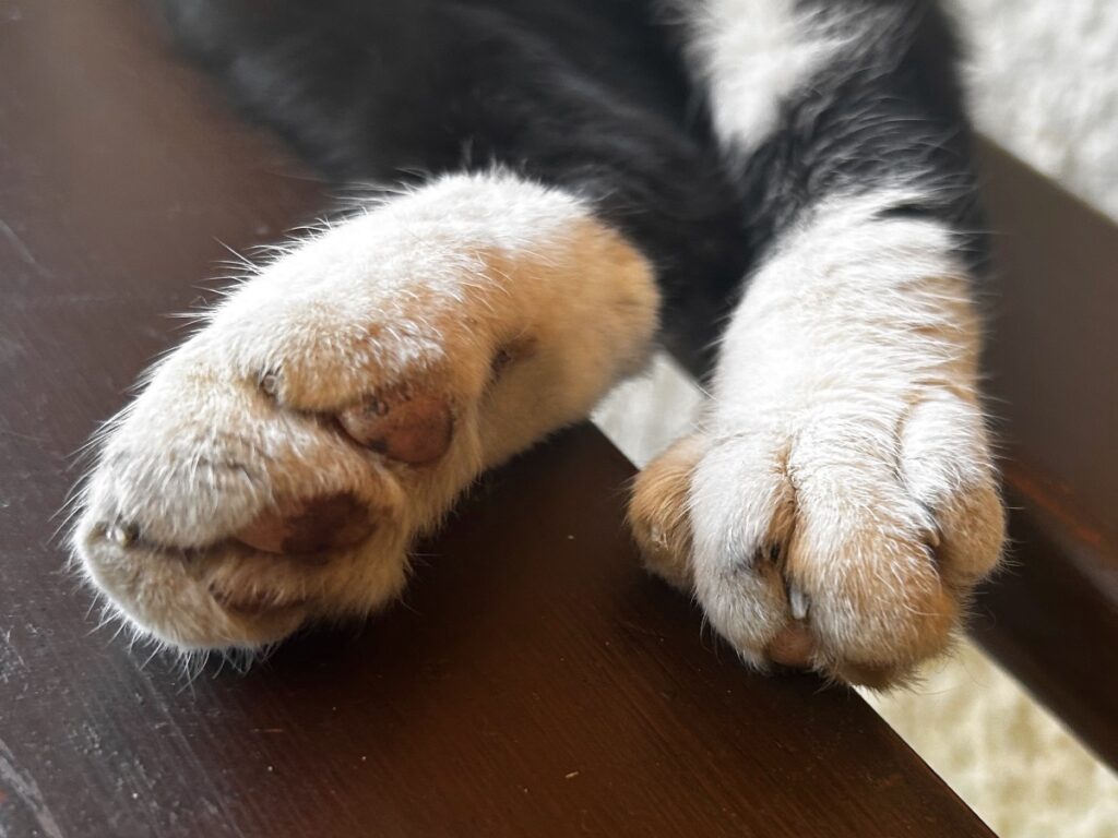 Tòfol's paws
