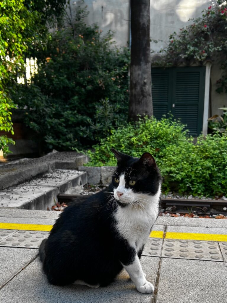 Tòfol el gato